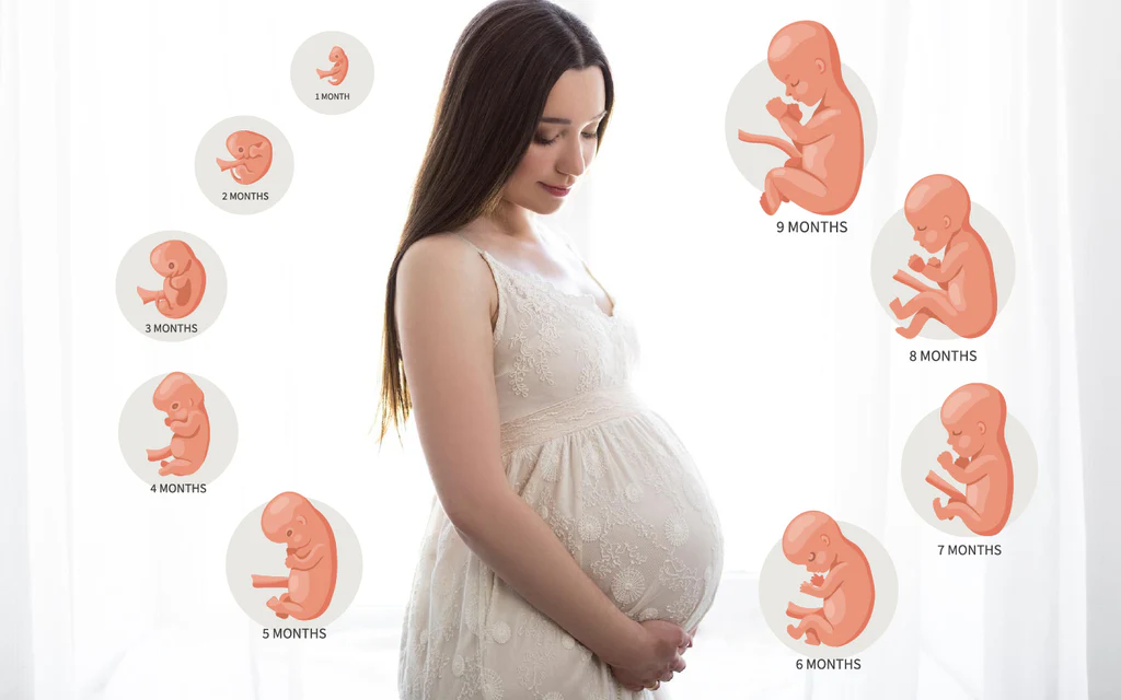 Pregnancy Month by Month: What to Expect at Every Stage