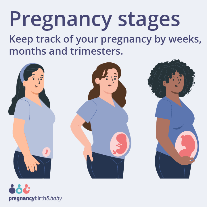 Second Trimester (Weeks 13-26): Fetal anatomy scan, glucose tolerance test