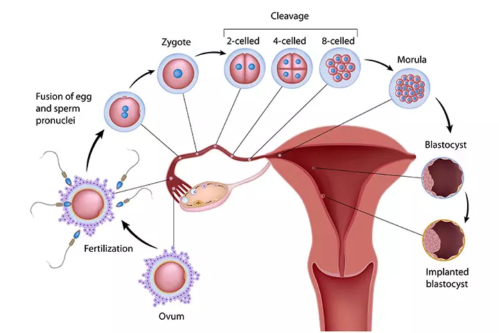 A Journey Through Pregnancy: Stages and Symptoms Explained