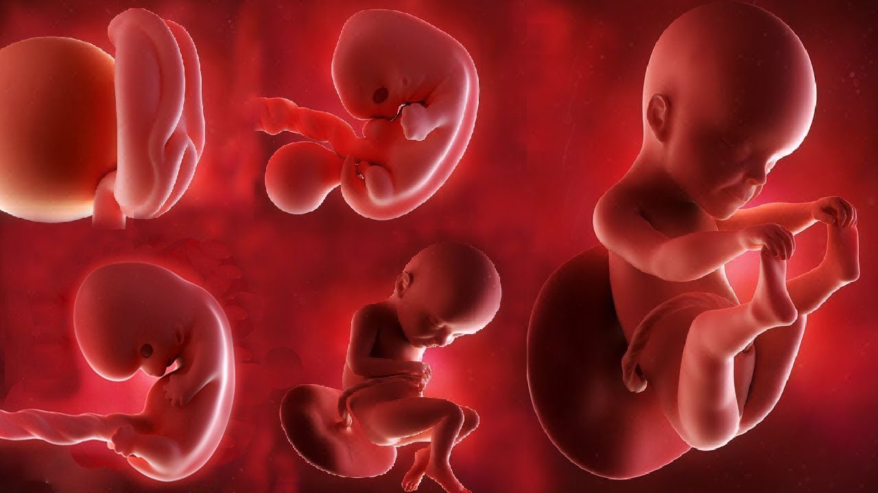 A Month-by-Month Guide to Pregnancy Stages & Symptoms